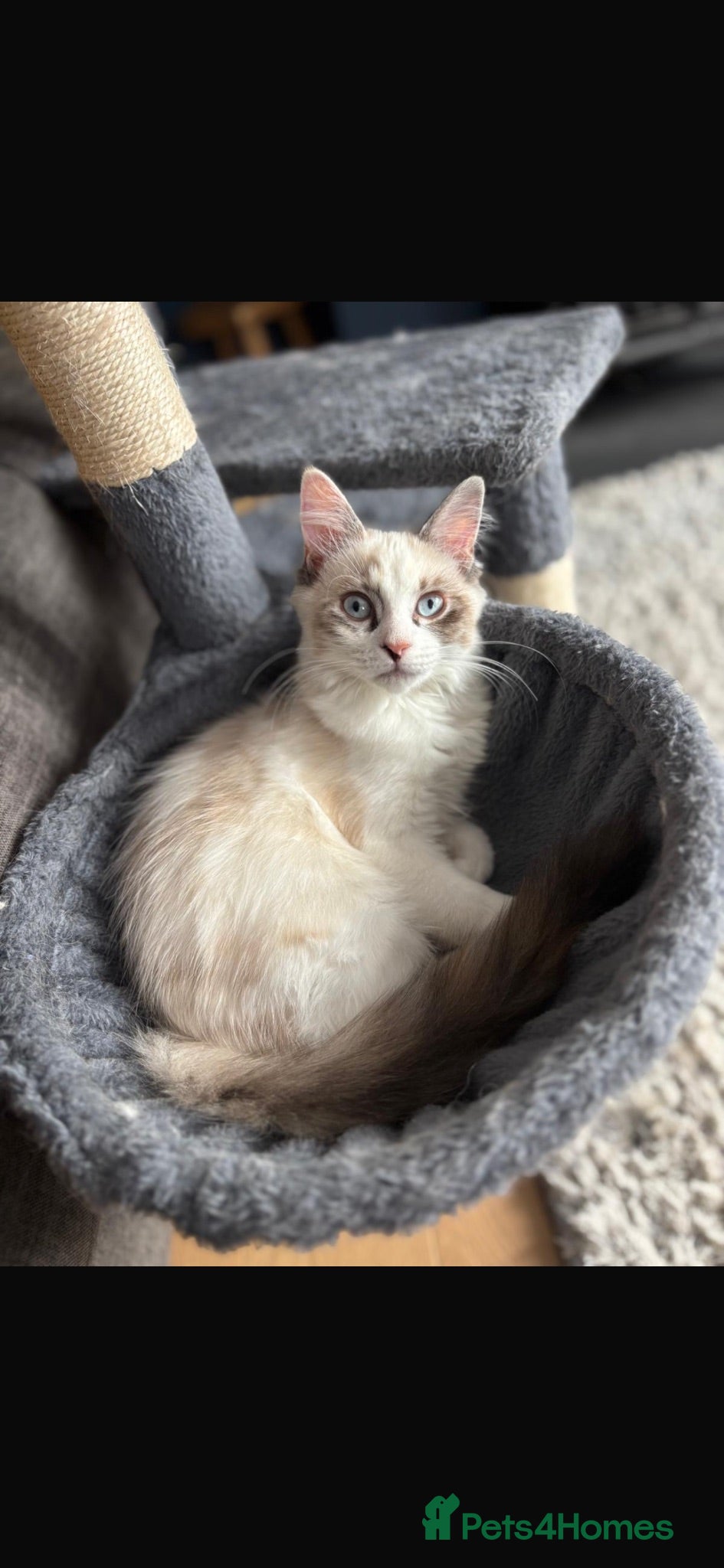 Mixed Breed cats 2 female kittens available  - Advert 5