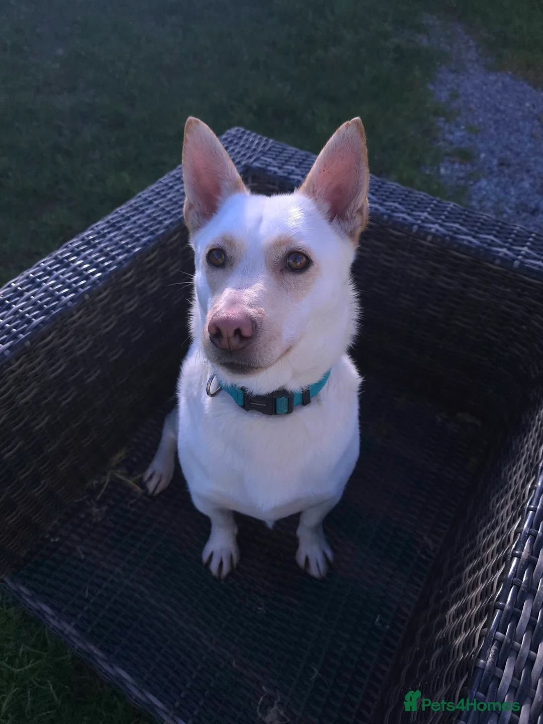 Mixed Breed dogs for adoption: Leo wants a perfect home - Advert 1