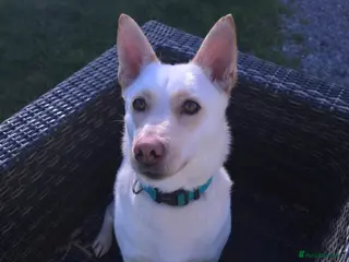 Mixed Breed dogs Leo wants a perfect home - Advert 5