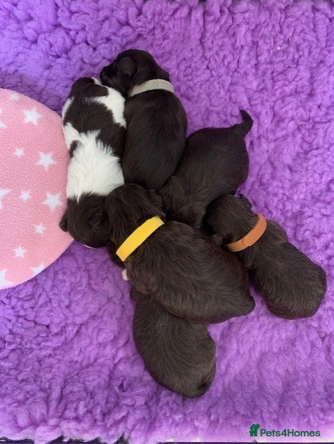 Miniature Schnauzer dogs 5* LICENSED KC MINI/TOY CHOCOLATE LITTER - Advert 2