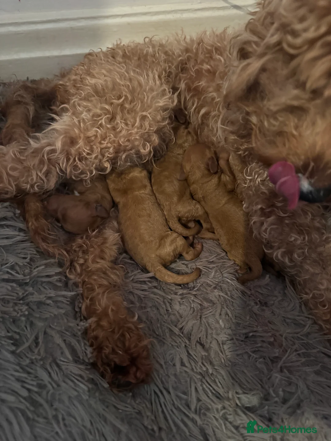 Cockapoo dogs for sale: Cockapoo puppies  - Advert 2