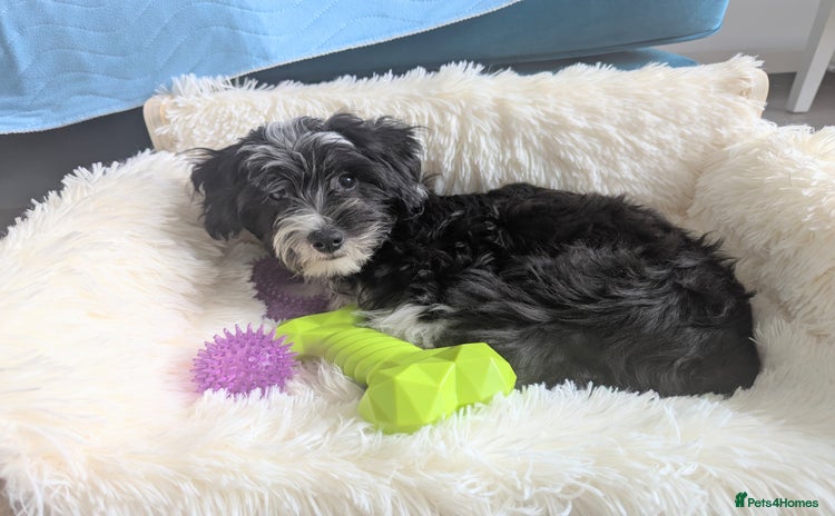 Chinese Crested dogs - Advert 16