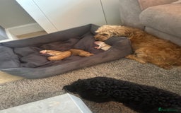 Australian Labradoodle dogs for sale: Stunning Australian labradoodles  - Image 7