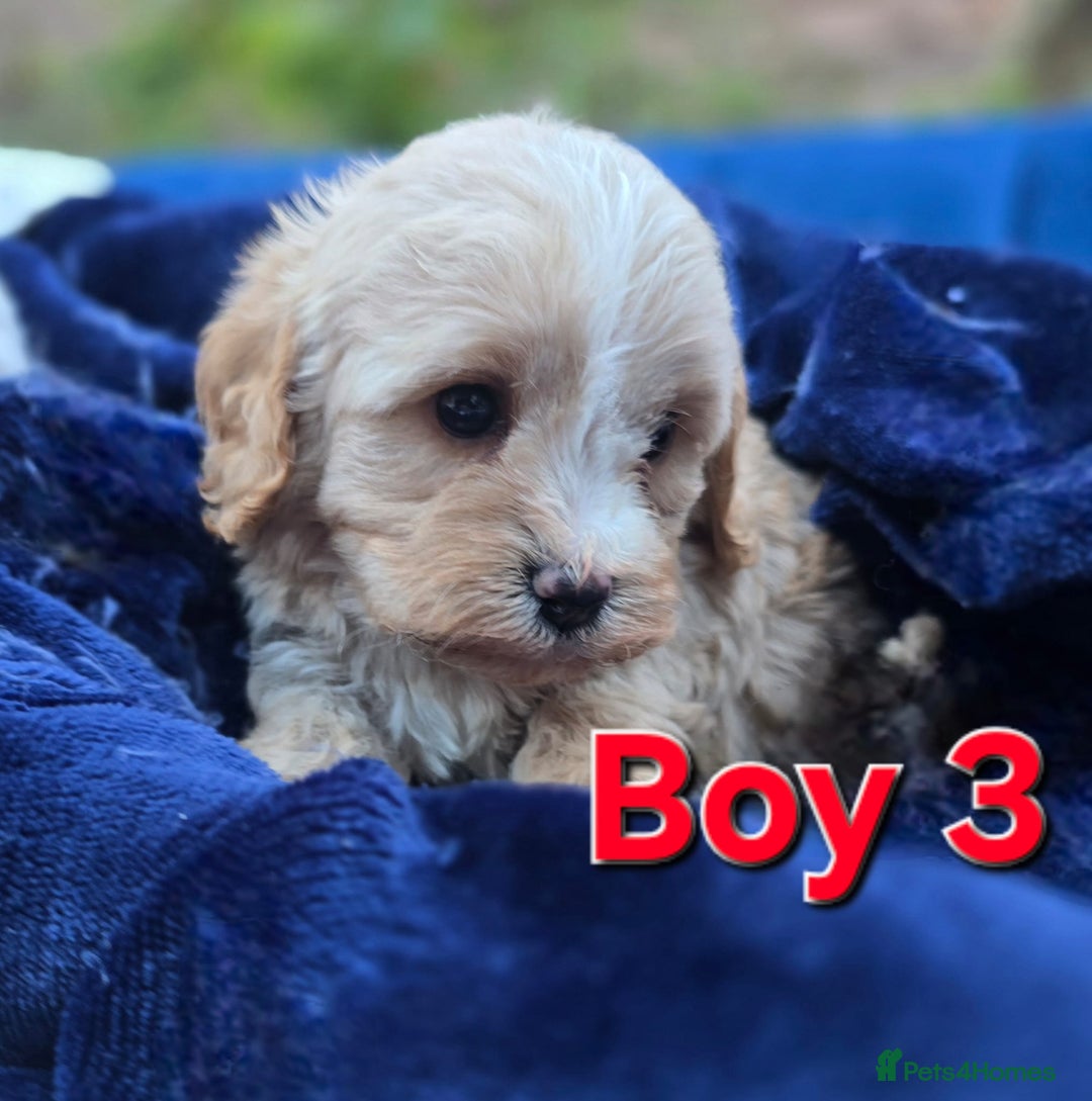 Cavapoo dogs for sale: Health Tested Quality F1 Cavapoo Puppies.  - Advert 14