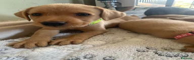 Labrador Retriever 1