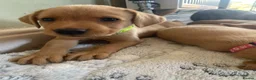 Labrador Retriever dogs for sale: Adorable KC Labrador puppies 🐾 - Advert 25