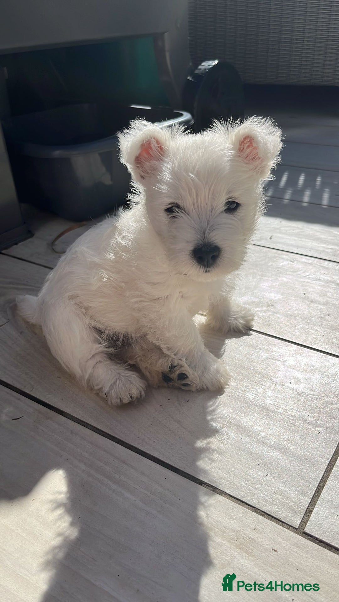 West Highland Terrier dogs for sale: Westie kc pups - Image 3