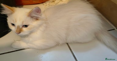 Ragdoll cats - Advert 6