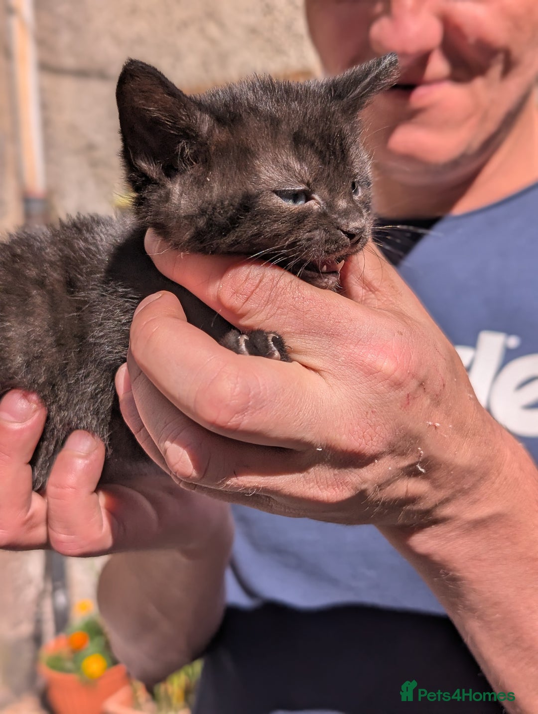 Mixed Breed cats for sale: 3 adorable kittens  - Image 2