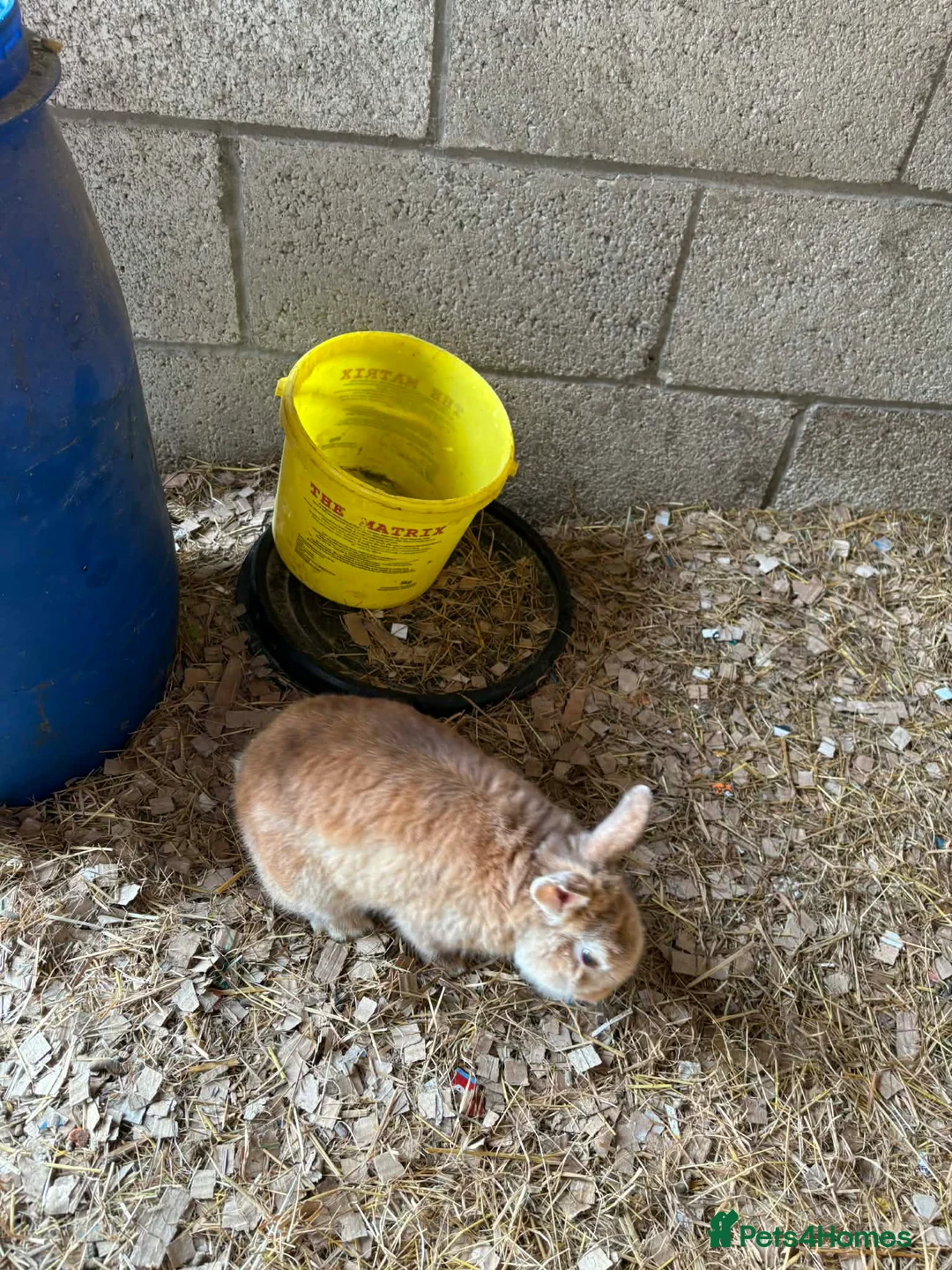 Mixed Breed rabbits for sale: £20 for 2.£15 each rabbit/ pigs , males only  - Advert 10