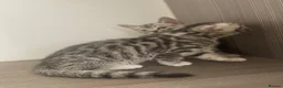 Mixed Breed cats for sale: Silver Bengal x Scottish fold Rare kittens  - Advert 6