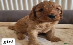 Cavapoo dogs for sale: QUALITY F1 CAVAPOO PUPS - HEALTH TESTED - Image 6