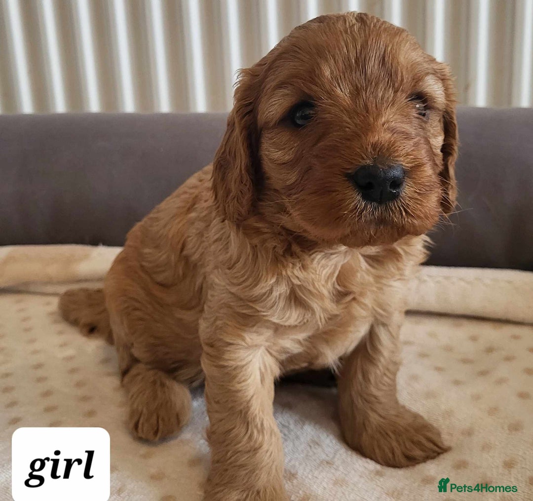 Cavapoo dogs for sale: QUALITY F1 CAVAPOO PUPS - HEALTH TESTED - Image 6