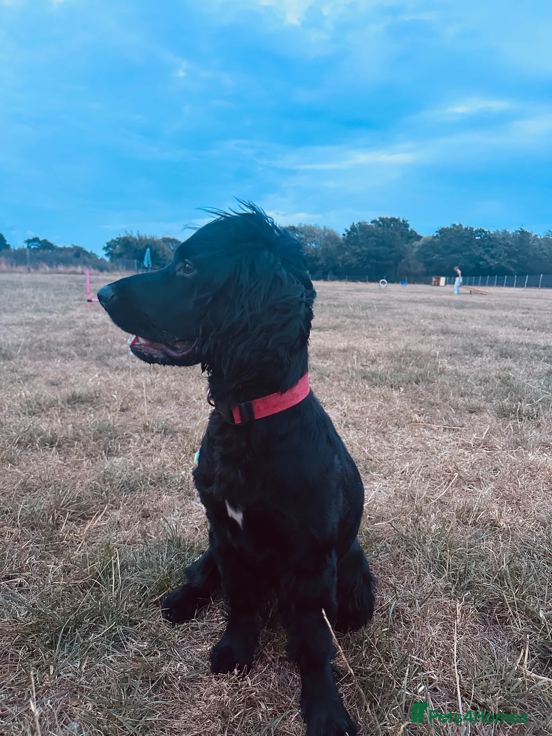 Sprocker dogs for sale: Male sprocker spaniel in South Ockendon - Advert 2