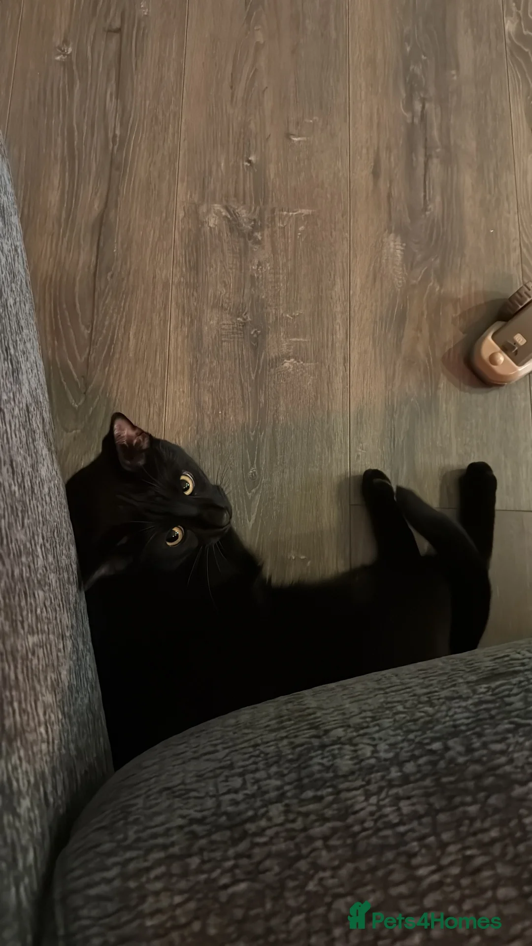 Mixed Breed cats for sale: Energetic Black Cat Looking for Active Loving Home - Advert 31