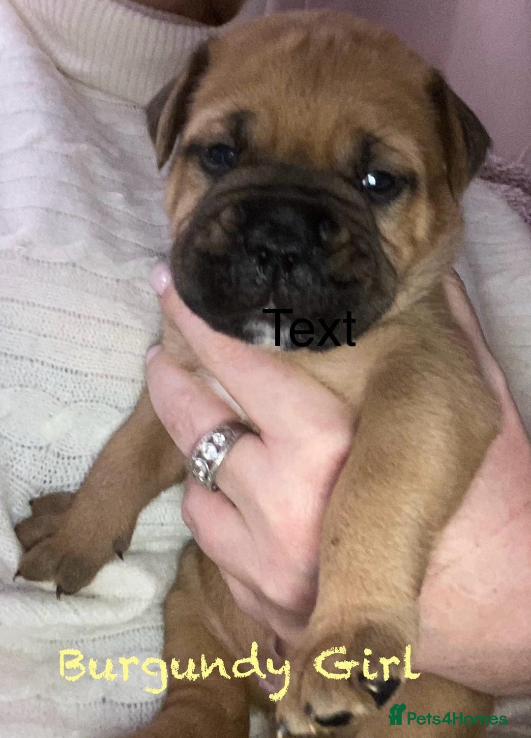 Bullmastiff dogs for sale: Beautiful litter of KC Reg bullmastiff puppies - Advert 16