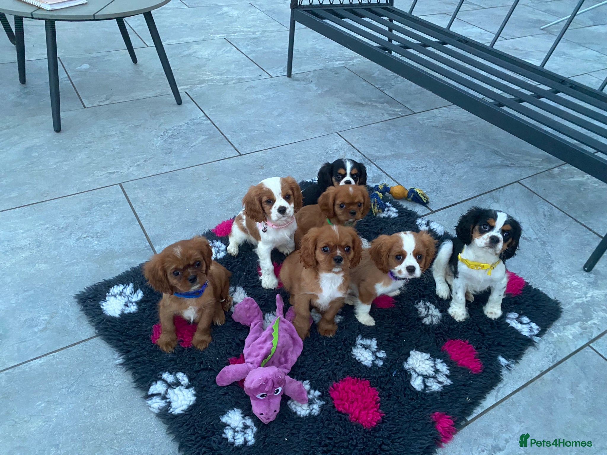 Cavalier King Charles Spaniel dogs for sale: Cavalier King Charles  - Advert 8