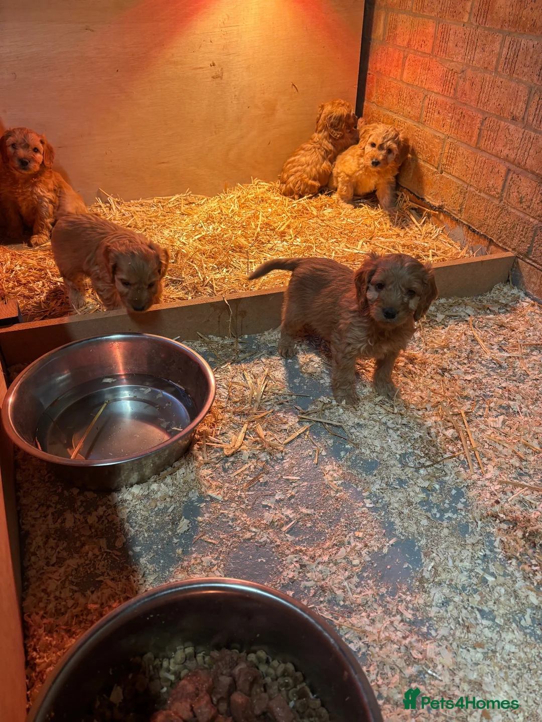 Maltipoo dogs for sale:  Hybrid F1 Tiny maltipoo puppies - Advert 6