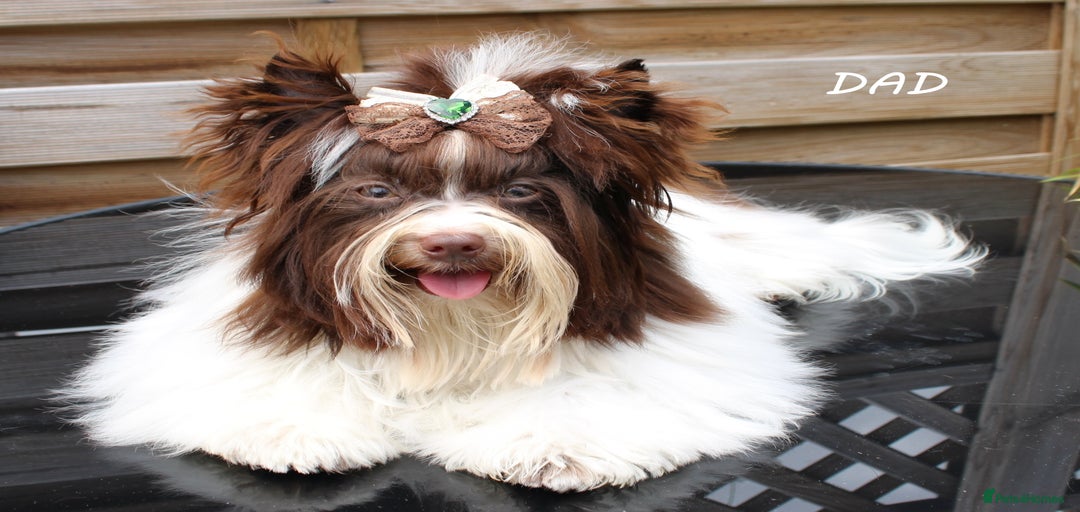 Gallery Image {{count}}