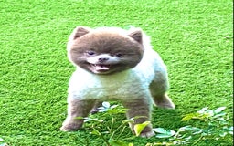 Pomeranian dogs for stud: Beautiful Lilac / Lavender Pomeranian at Stud in Luton - Image 7