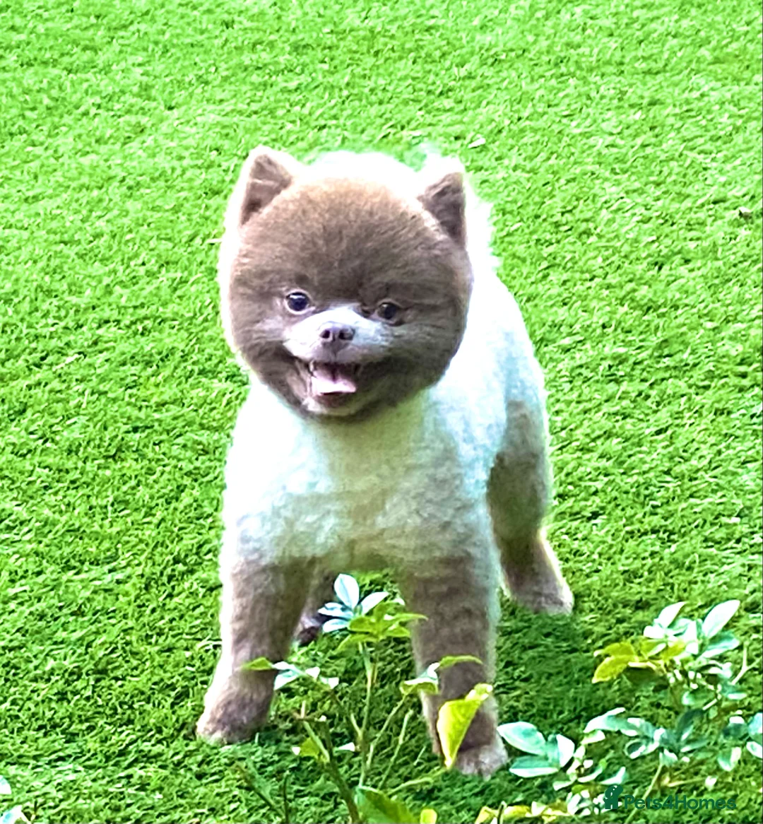 Pomeranian dogs for stud: Beautiful Lilac / Lavender Pomeranian at Stud in Luton - Advert 7