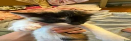 British Shorthair cats for sale: A litter of 5 kittens for 4 for sale - Advert 9