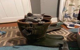 Russian Blue cats for sale: Pure Russian Blue Kittens  - Image 4