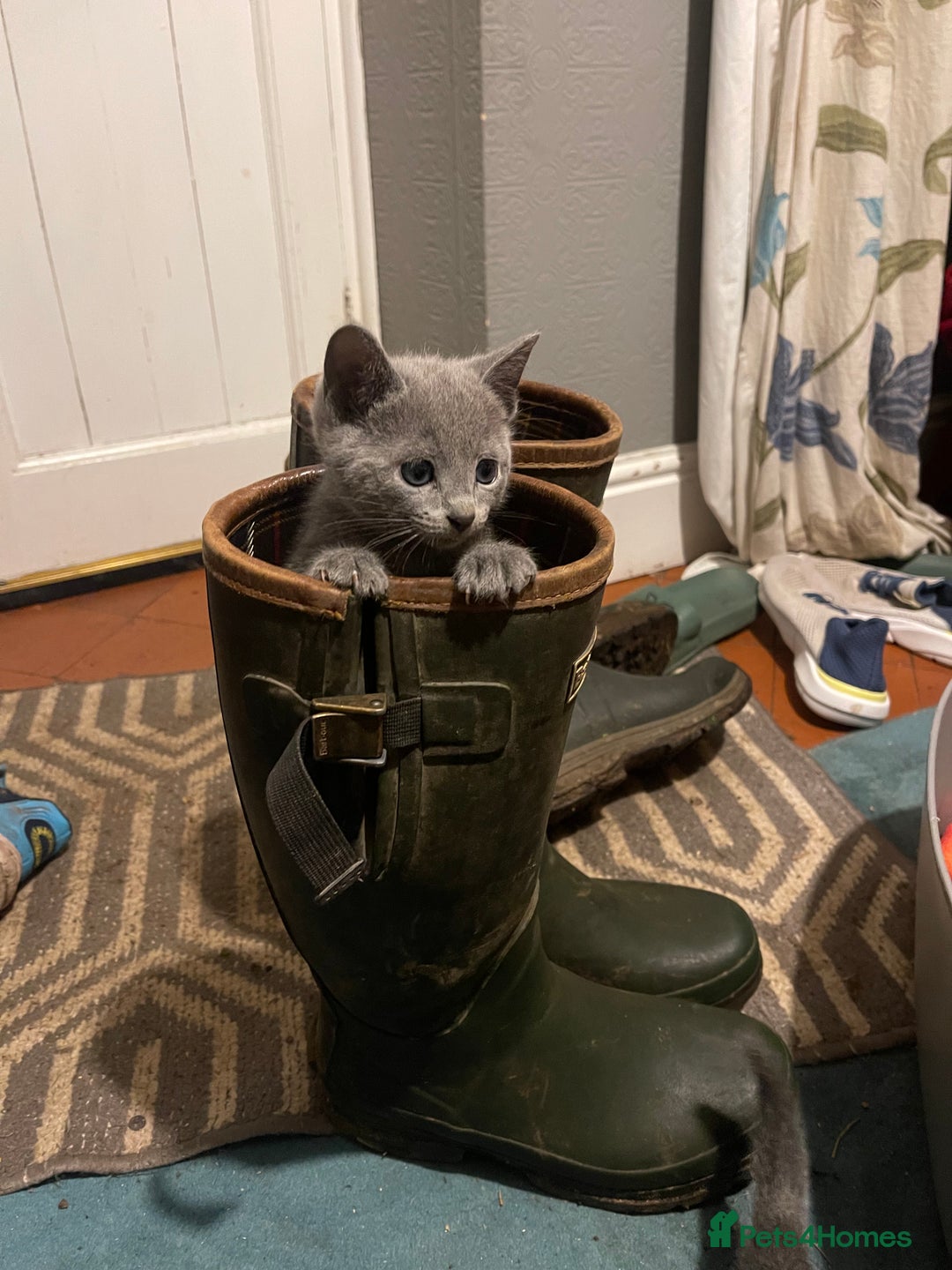 Russian Blue cats for sale: Pure Russian Blue Kittens  - Image 4