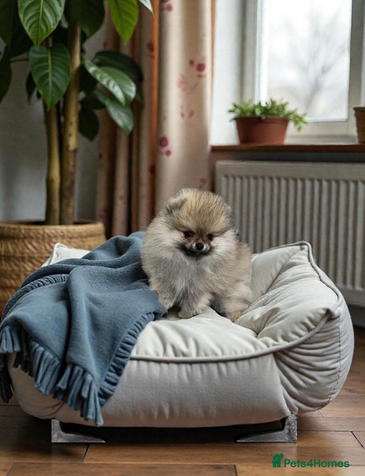 Pomeranian dogs Top Quality 🏆Championship 🧸Teddy Bear - Advert 11