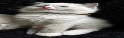 Ragdoll cats for sale: Sweet Ragdoll Kittens Looking for Loving Families  - Advert 5