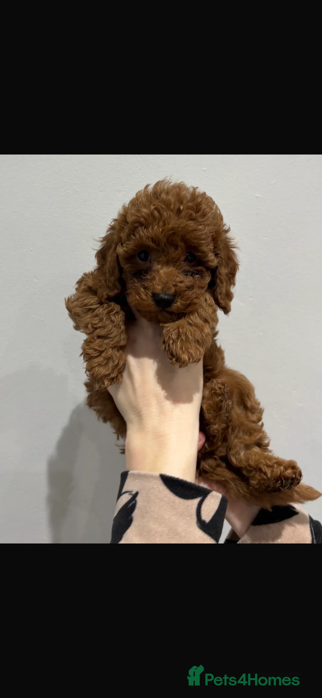Miniature Poodle dogs for sale: Miniature poodles  in Gravesend - Advert 7