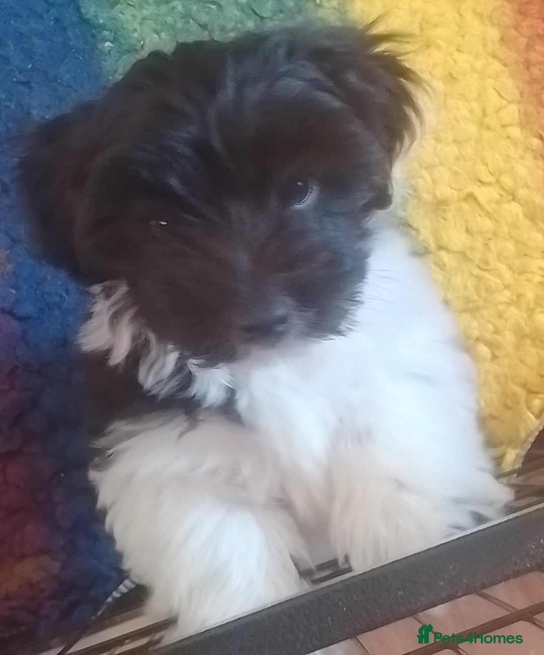 Mixed Breed dogs for sale: Toy Poodle X Biewer Terrier  - Image 1