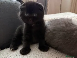 Scottish Fold cats male Scottish fold kitten - Advert 18