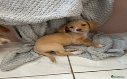 Mixed Breed dogs for sale: Cockapoochi Puppies - Cockapoo Chihuahua hydbrid - Image 4