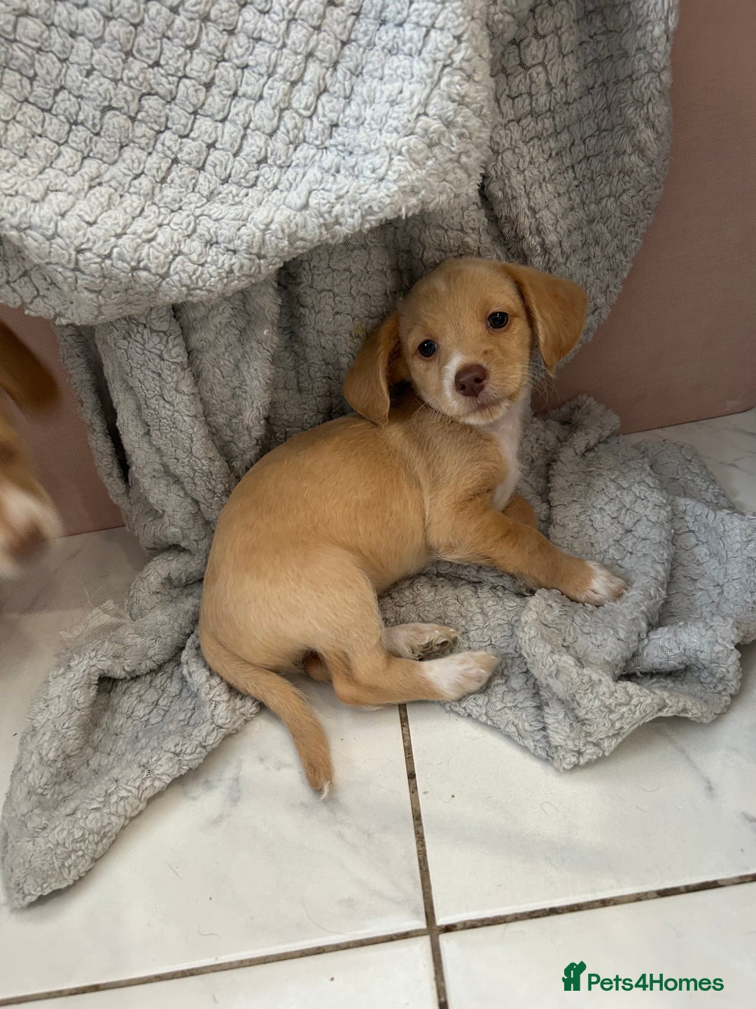 Mixed Breed dogs for sale: Cockapoochi Puppies - Cockapoo Chihuahua hydbrid - Image 4