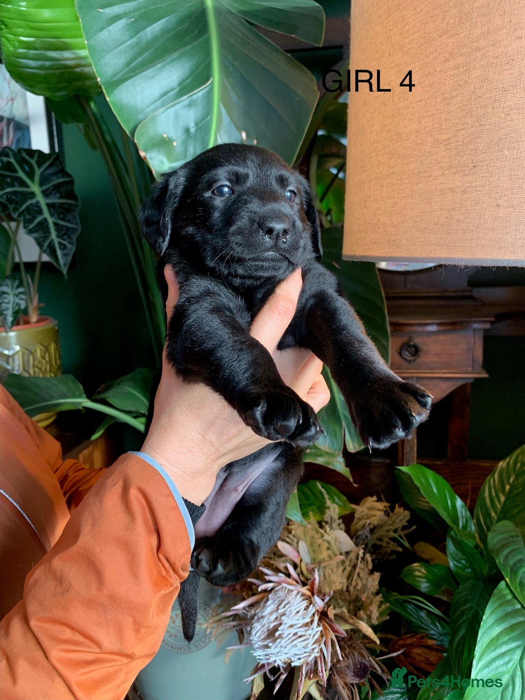 Labrador Retriever dogs for sale: Gorg KC reg labradors with amazing lineage - Advert 8