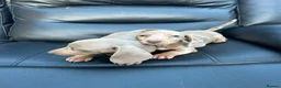 Dachshund dogs for sale: Mini silver/marble dachshunds  - Advert 4