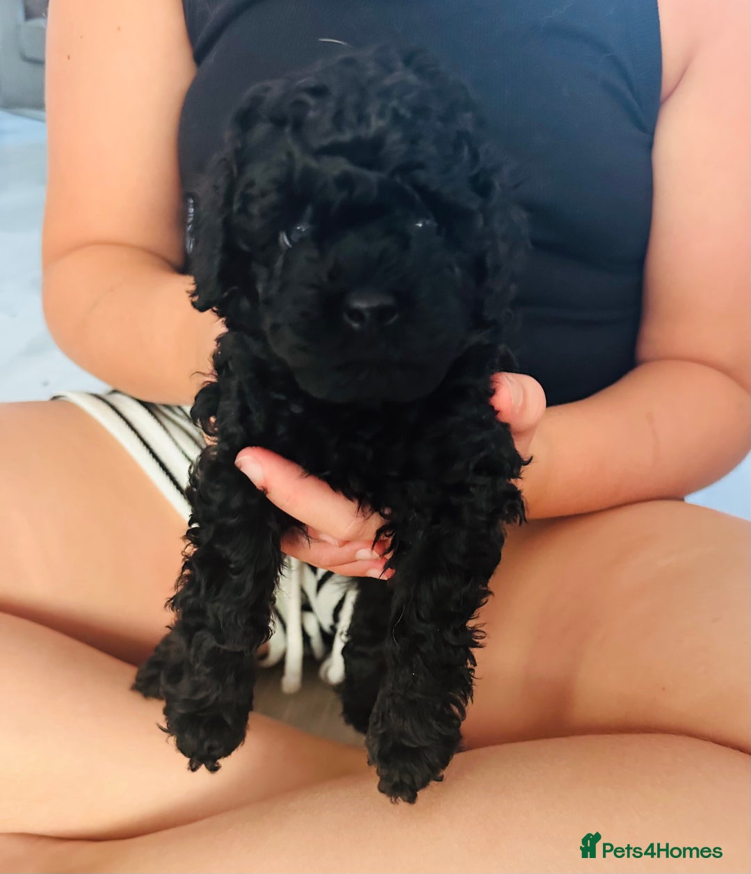 Toy Poodle dogs for sale: Black Boy Toy Poodles £1000 - Image 5