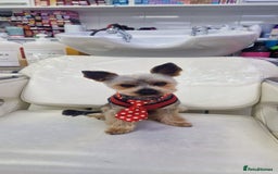 Yorkshire Terrier dogs for stud: Ready for stud - Image 1