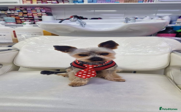 Yorkshire Terrier dogs - Advert 1