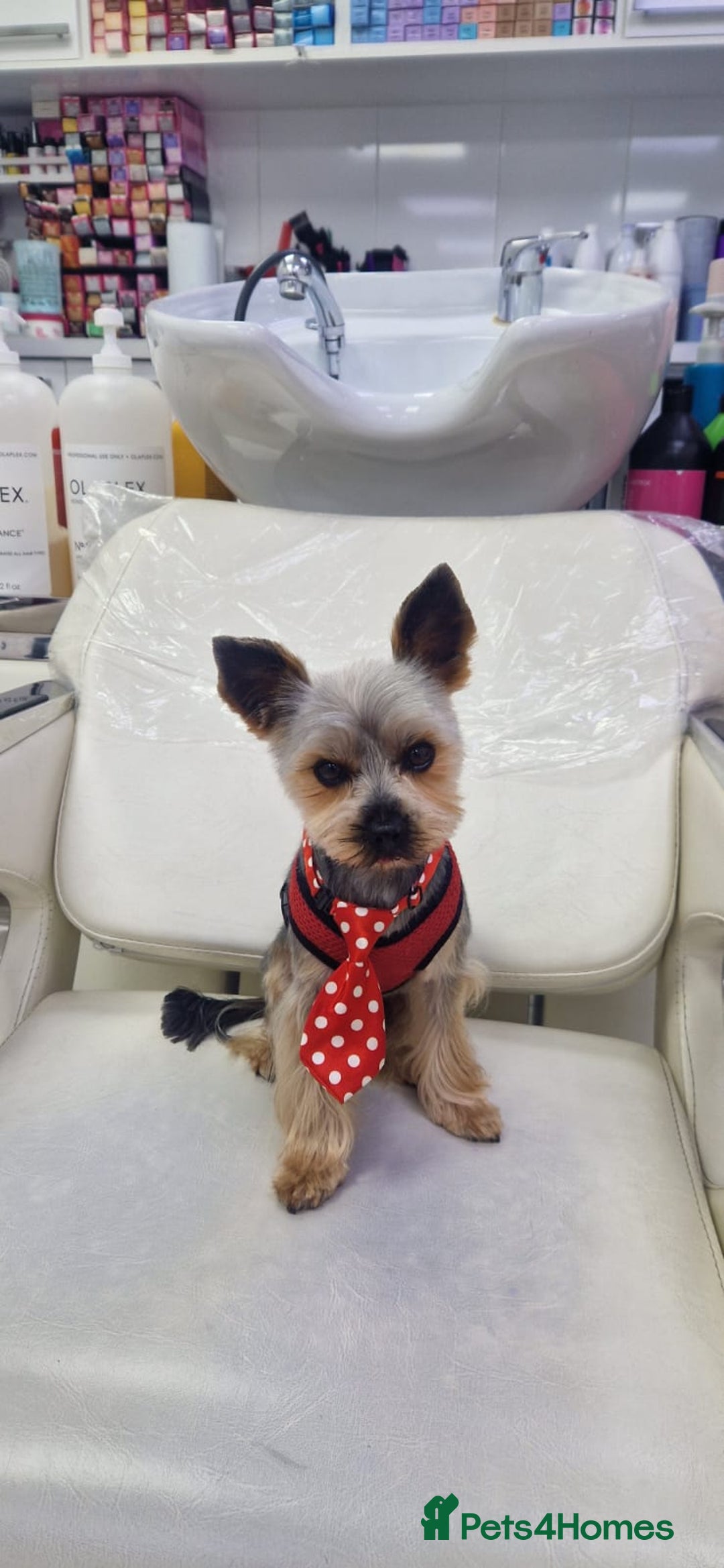 Yorkshire Terrier dogs for stud: Ready for stud - Image 1