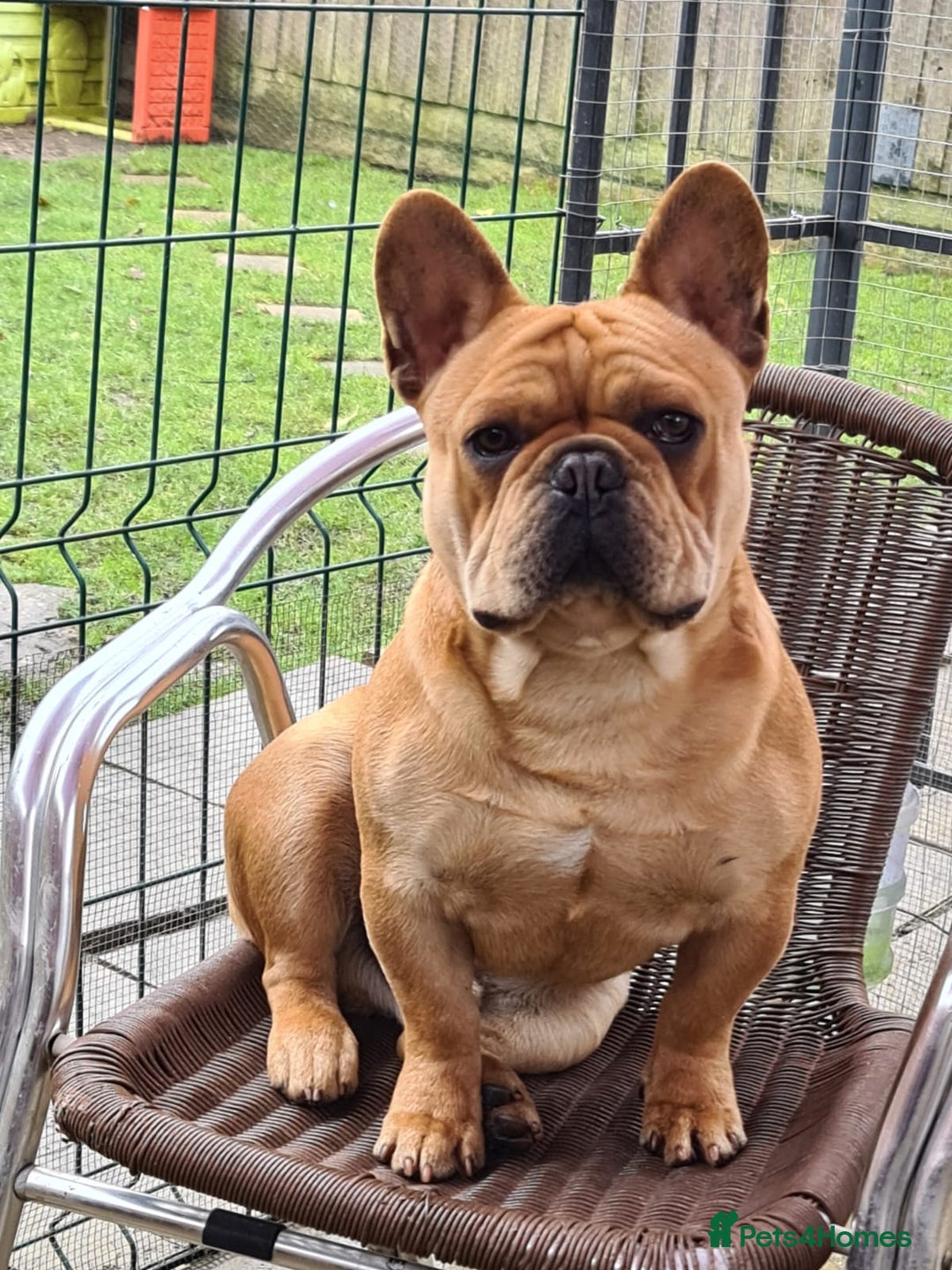 French Bulldog dogs for stud: King Midas son- Premium French Bulldog Stud - Advert 1