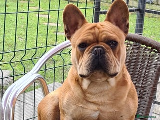 French Bulldog dogs for stud: King Midas son- Premium French Bulldog Stud - Advert 1
