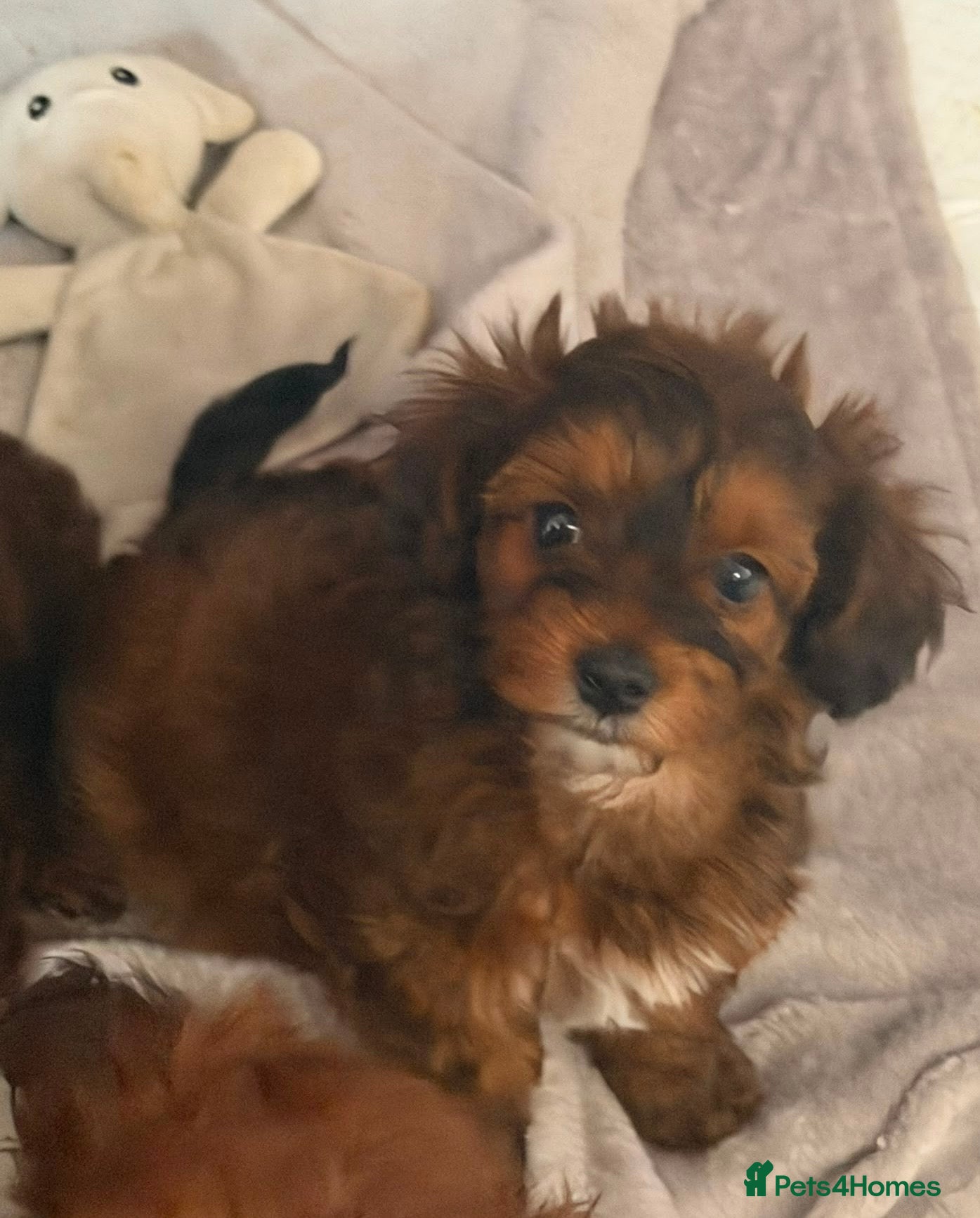 Yorkiepoo dogs DNA Health tested Yorkipoo puppies  - Advert 4