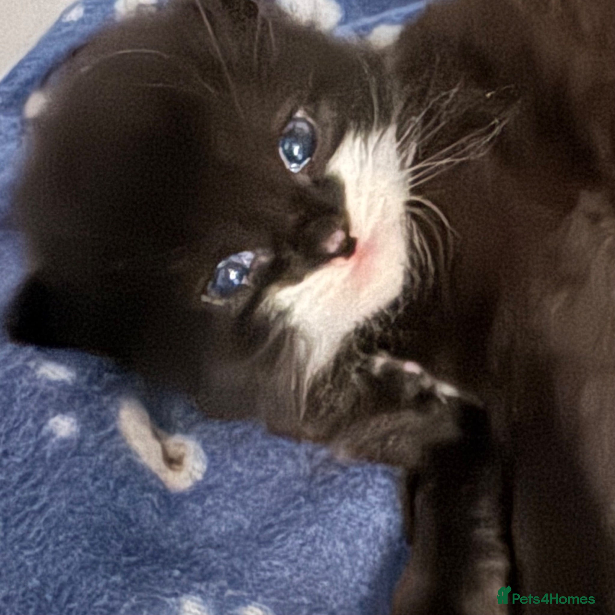 Mixed Breed cats Fluffy Long Haired Kittens - Ready 15 August - Advert 1