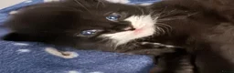 Mixed Breed cats for sale: Fluffy Long Haired Kittens - Ready 15 August in Plymouth - Advert 1