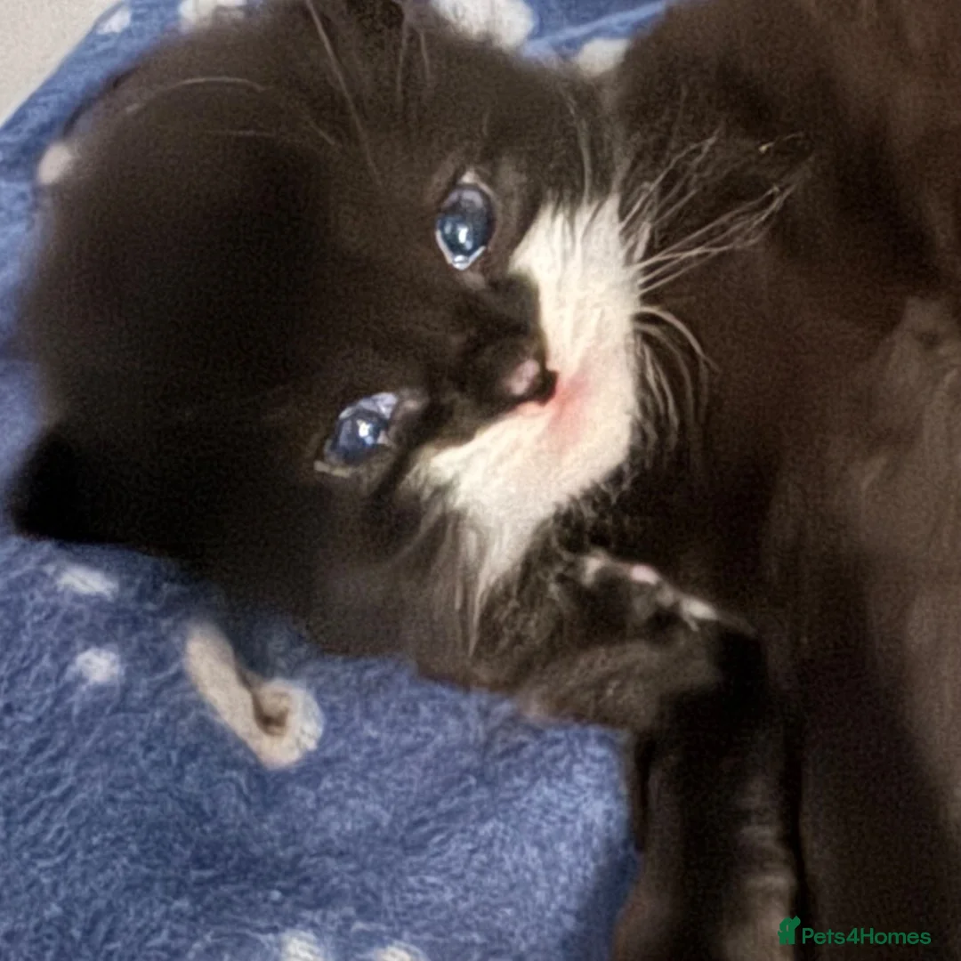 Mixed Breed cats for sale: Fluffy Long Haired Kittens - Ready 15 August in Plymouth - Advert 1