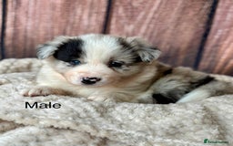Border Collie dogs for sale: 7 Beautiful Border Collie Puppies  - Image 12