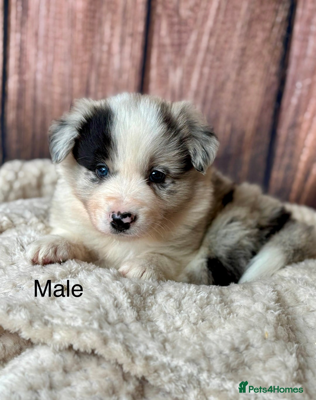 Border Collie dogs for sale: 7 Beautiful Border Collie Puppies  - Image 12