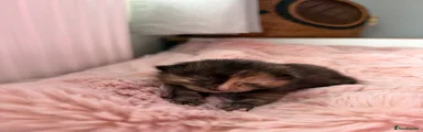 1 Flopsy